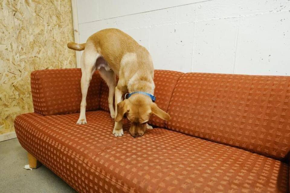 Spürhund Samy Spürhund Samy