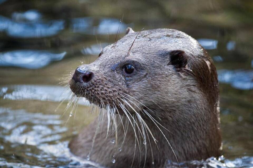 Fischotter Fischotter