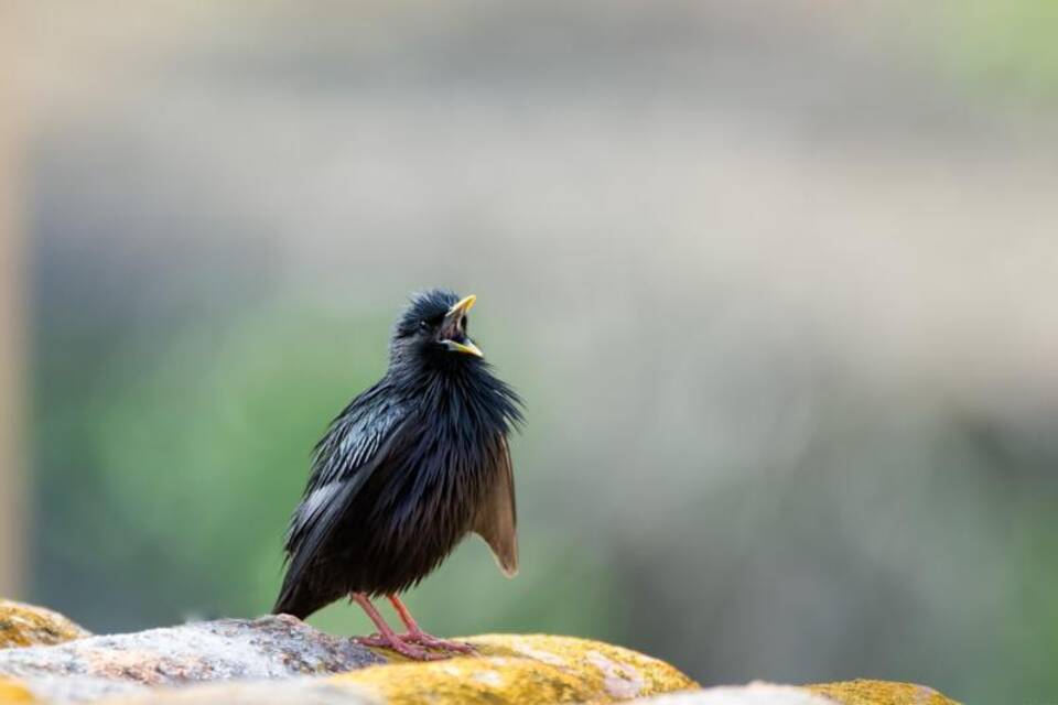 Zweiter Brutvogelatlas vorgestellt Zweiter Brutvogelatlas vorgestellt