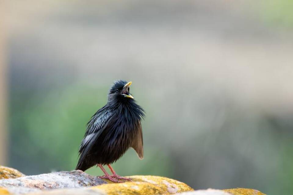 Zweiter Brutvogelatlas vorgestellt