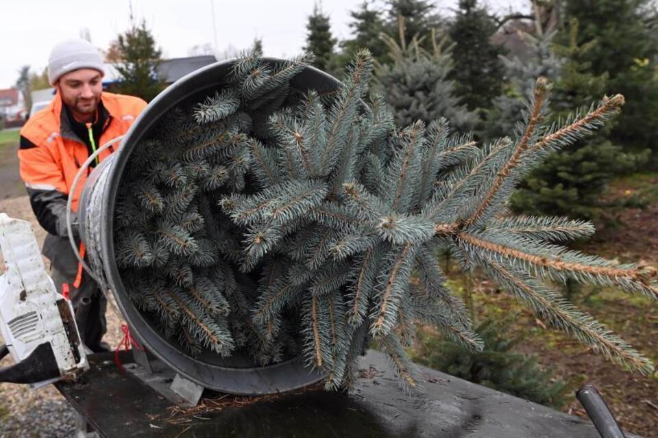 Verkauf von Weihnachtsbäumen