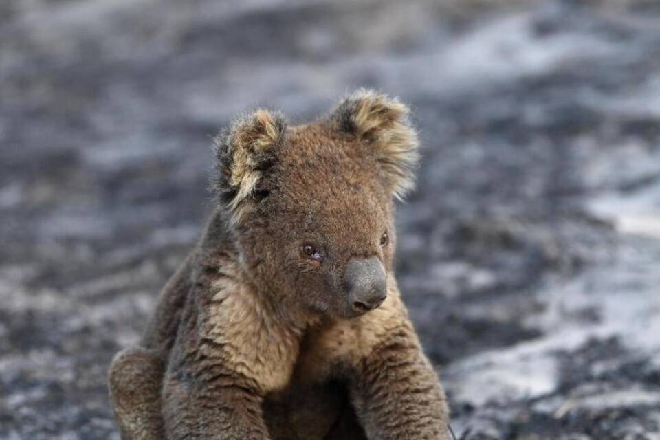 Koala Koala