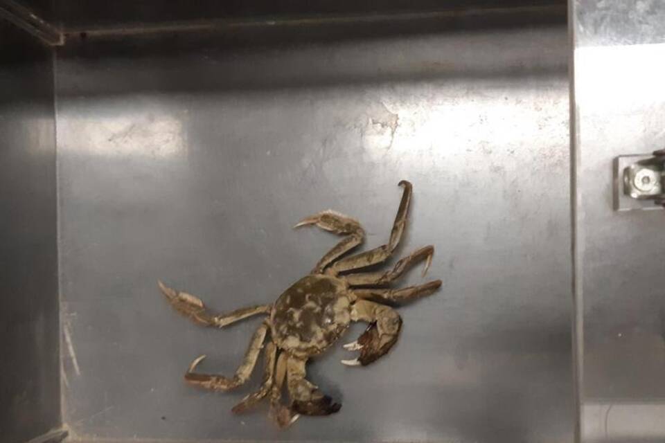 Krabbe aus dem Zug Krabbe aus dem Zug