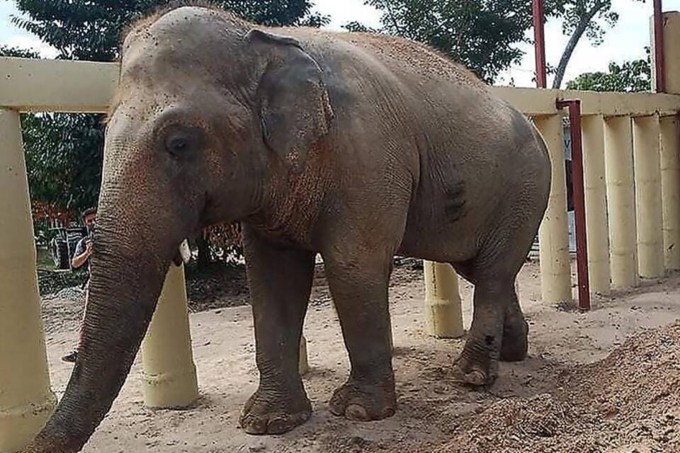 Elefant Kaavan in Kambodscha