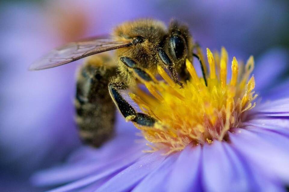 Bienenschädliche Pflanzenschutzmittel
