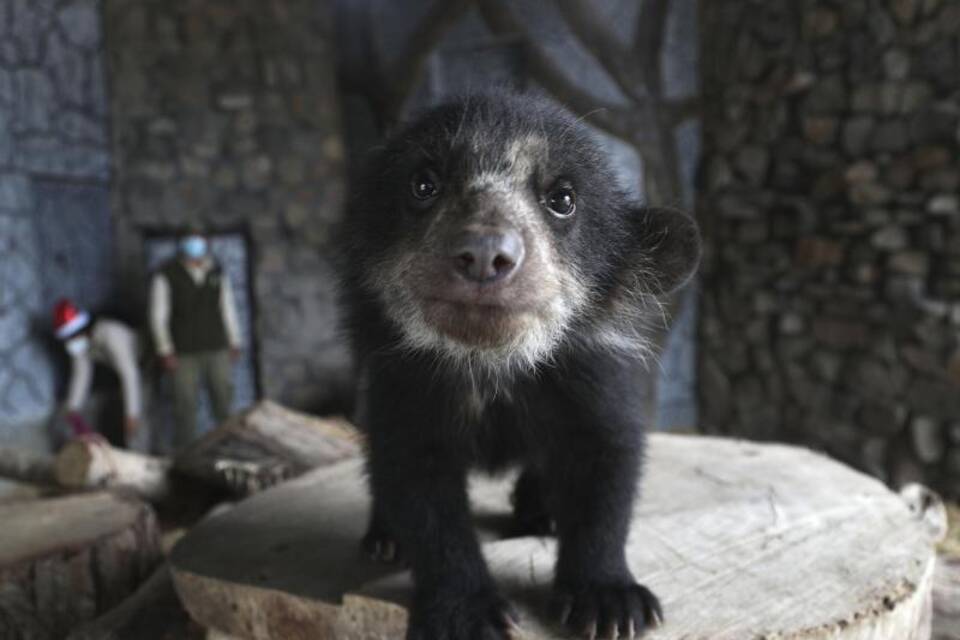 Brillenbär Brillenbär
