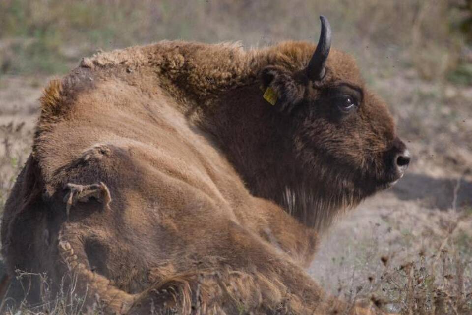 Wisent im Nationalpark Unteres Odertal Wisent im Nationalpark Unteres Odertal