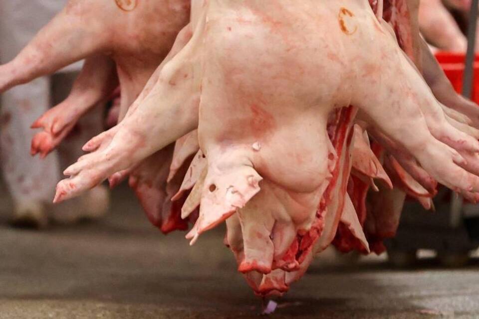 Schlachtbetrieb Schlachtbetrieb