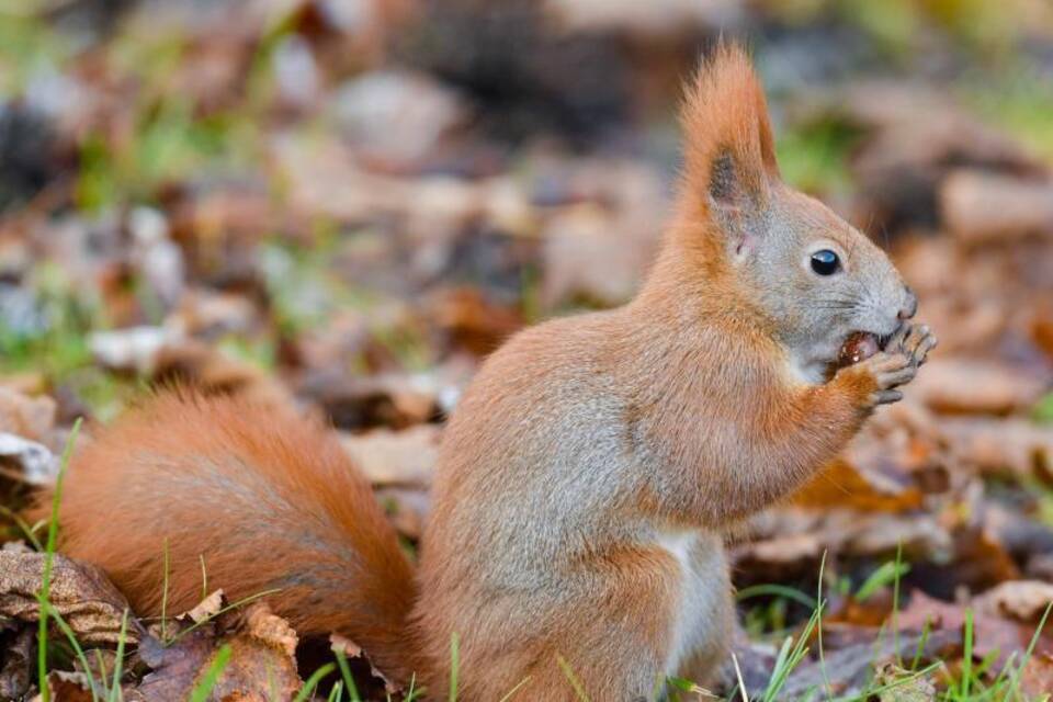 Eichhörnchen Eichhörnchen
