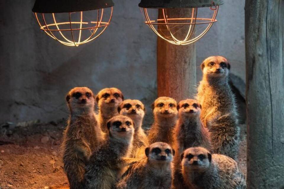 Tier-Patenschaften im Zoo Tier-Patenschaften im Zoo