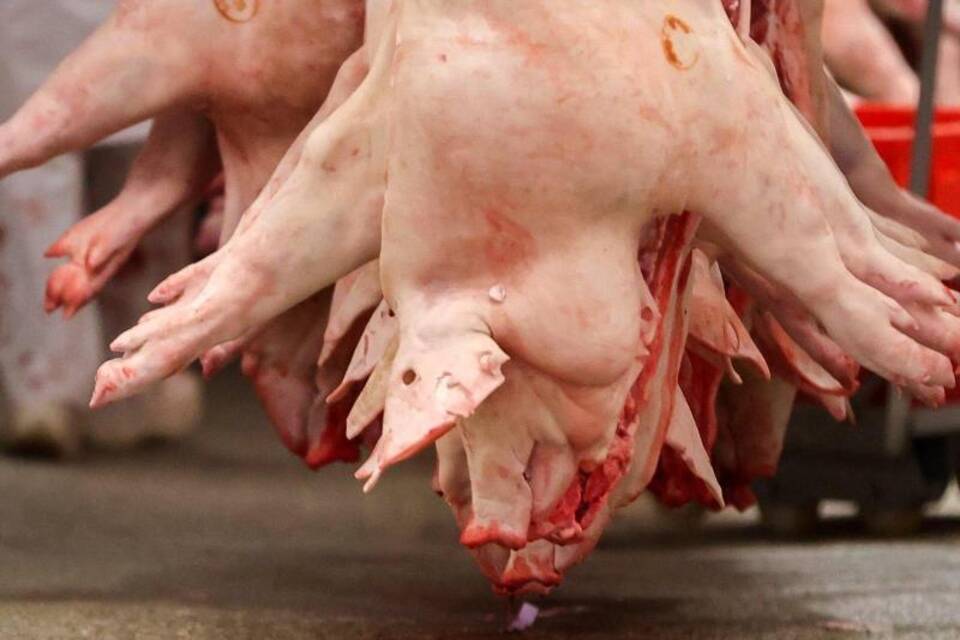 Schlachtbetrieb Schlachtbetrieb