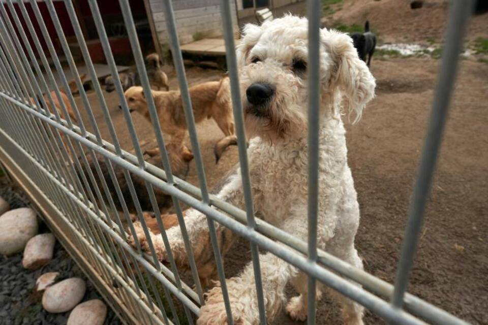 Hunde in einem Tierheim