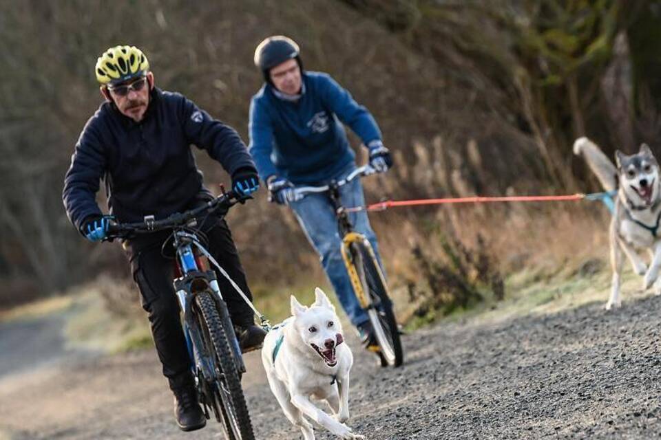 Schlittenhunde vor Mountainbikes