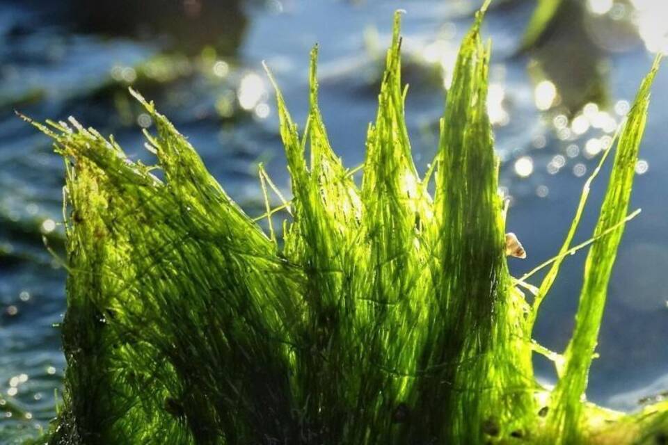 Schlauch-Alge