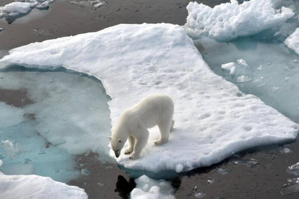 Eisbär auf einer Eisscholle