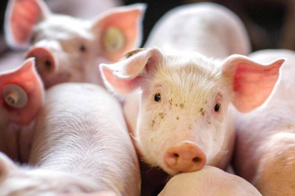 Schweinezucht Schweinezucht