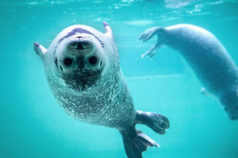Seehunde Seehunde