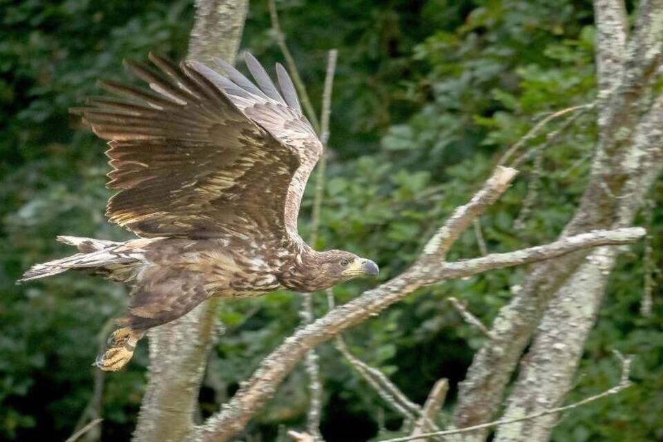 Seeadler Seeadler