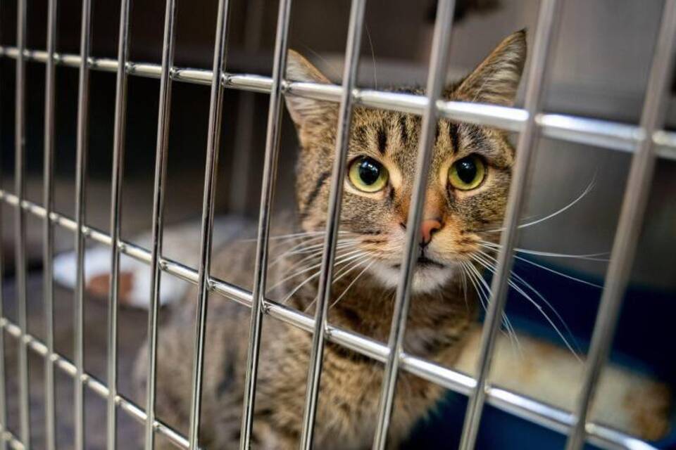 Eine Katze in einem Käfig im Tierheim
