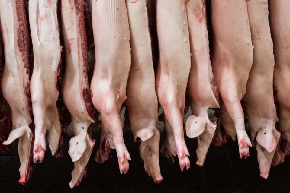 Schweinehälften im Schlachthof Schweinehälften im Schlachthof