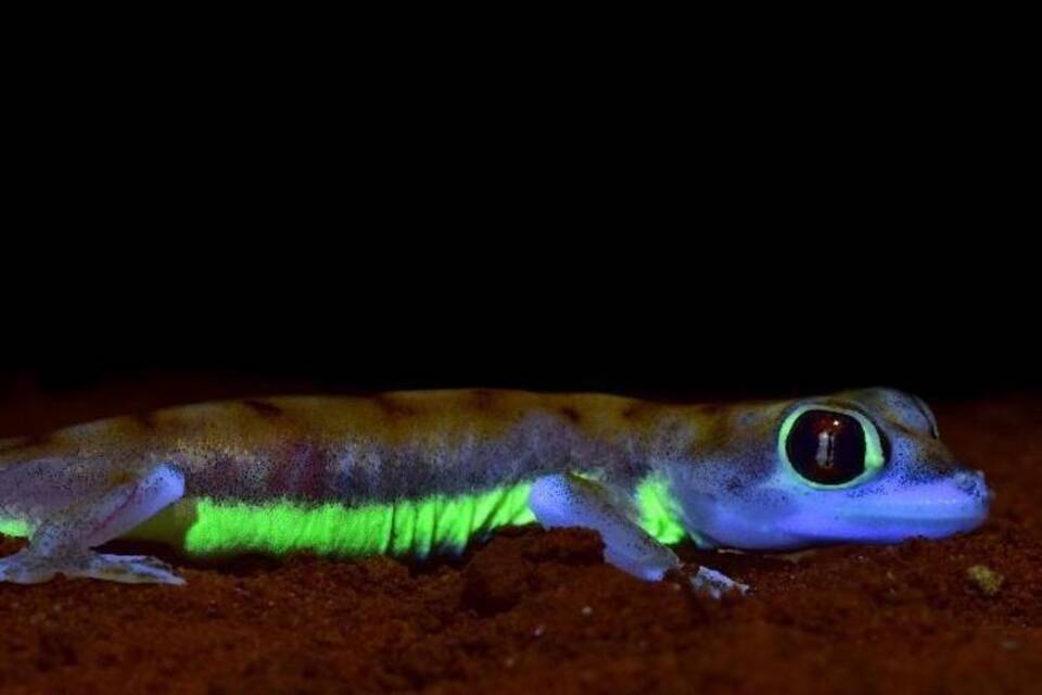 Lechtender Gecko Lechtender Gecko