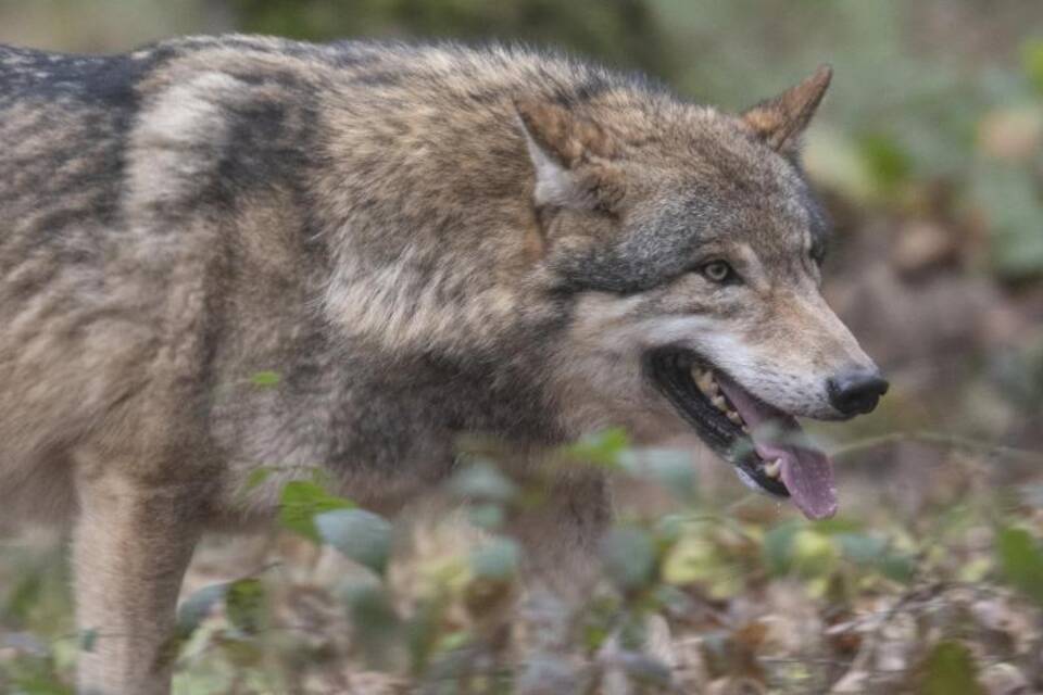 Wolf Wolf