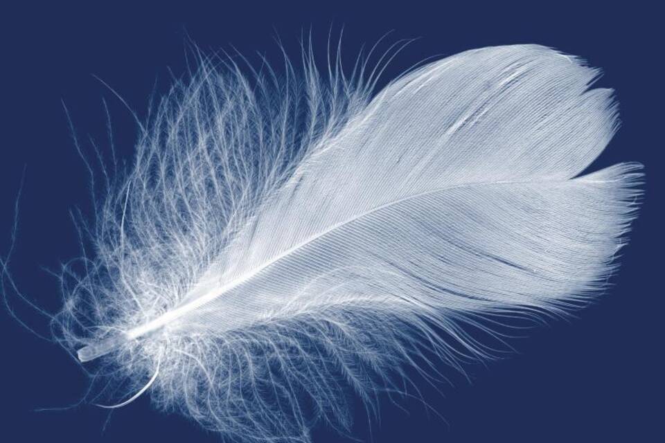 Eine Feder Eine Feder
