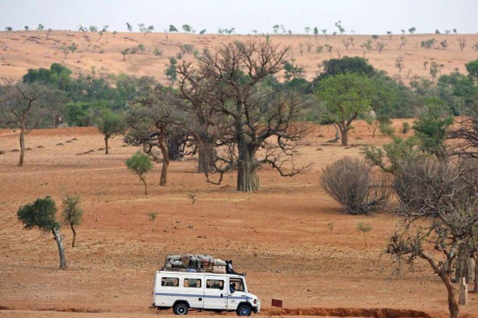 Bäume in Mali
