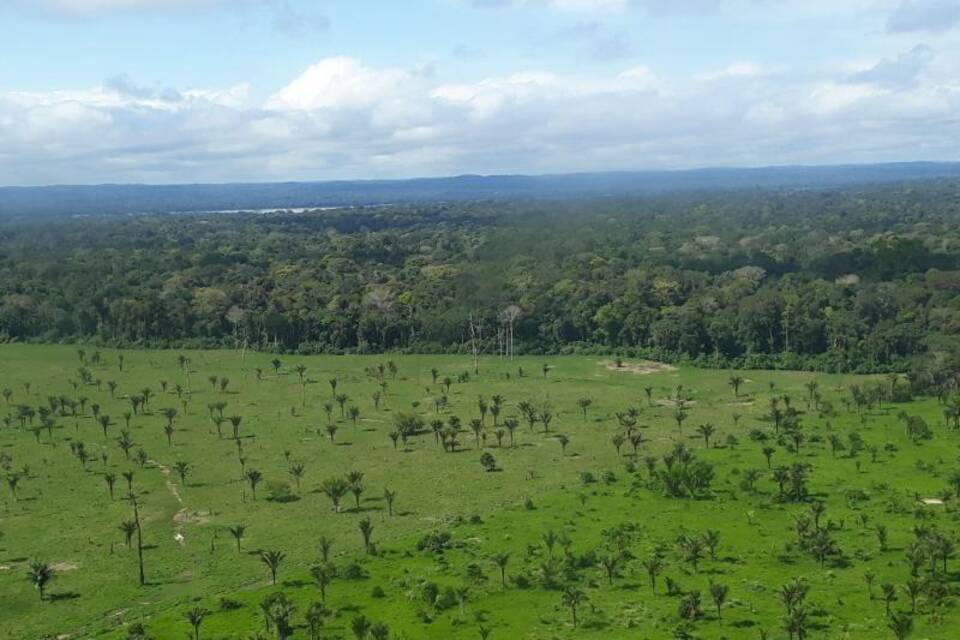Abholzung in Amazonien