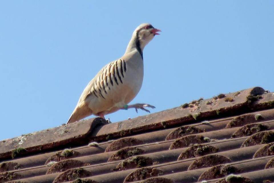 Chukarhuhn Chukarhuhn