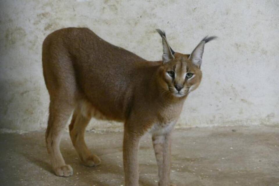 Wüstenluchs Wüstenluchs