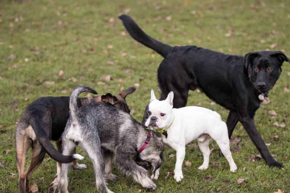 Hunde Hunde