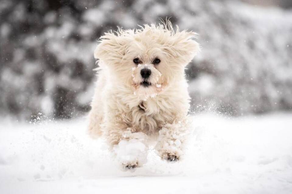 Hund im Schnee