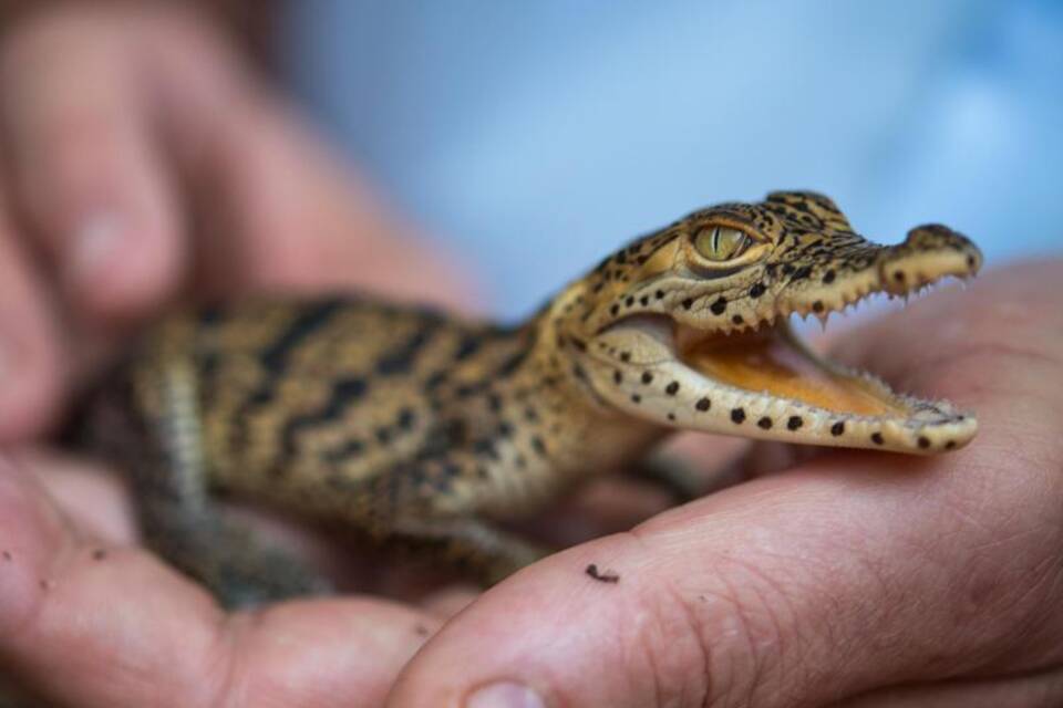Krokodil ist Zootier des Jahres 2021 Krokodil ist Zootier des Jahres 2021