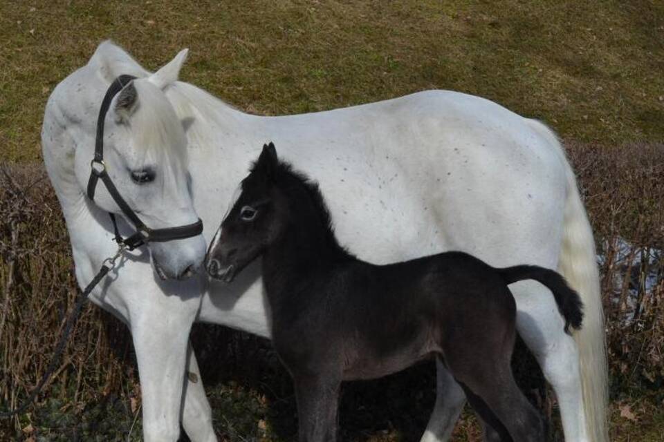 Lipizzaner Lipizzaner