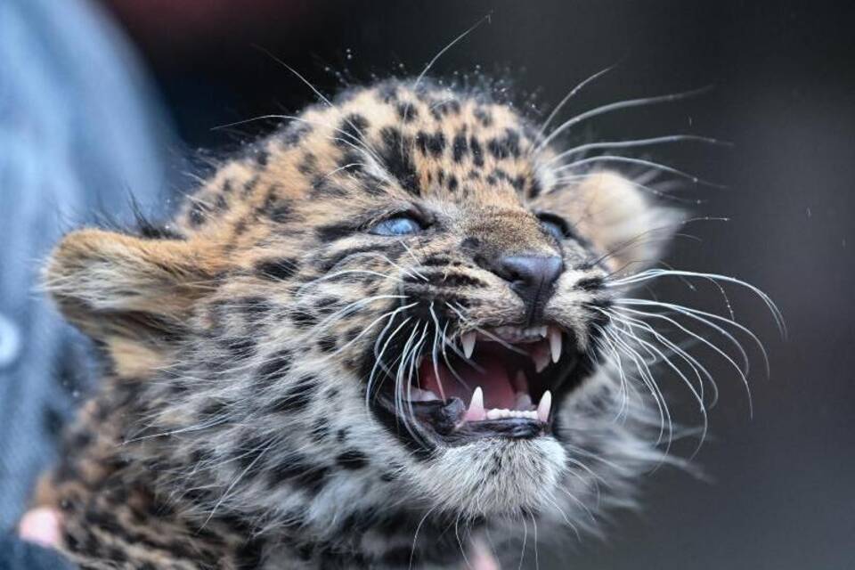 Leopard Leopard