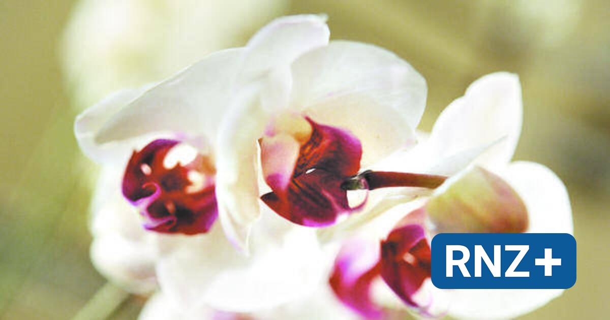 Orchideen brauchen jetzt viel Licht Verbraucherseite der RheinNeckar