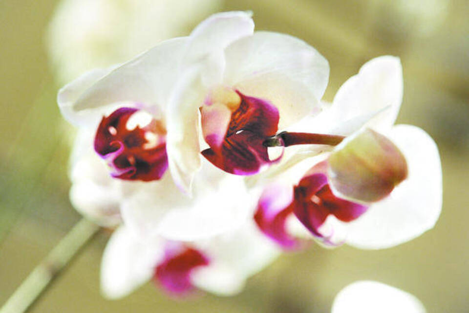 Orchideen brauchen jetzt viel Licht Verbraucherseite der RheinNeckarZeitung RheinNeckar