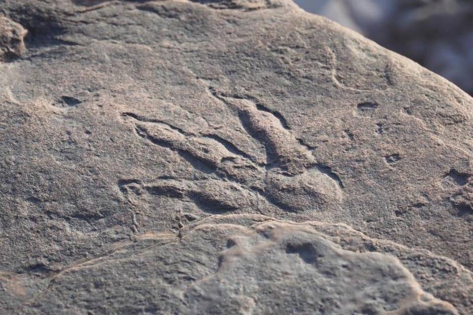 Dinosaurier-Fußabdruck Dinosaurier-Fußabdruck