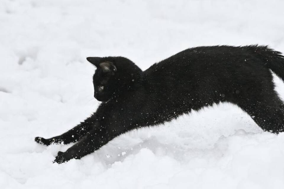 Toben im Schnee