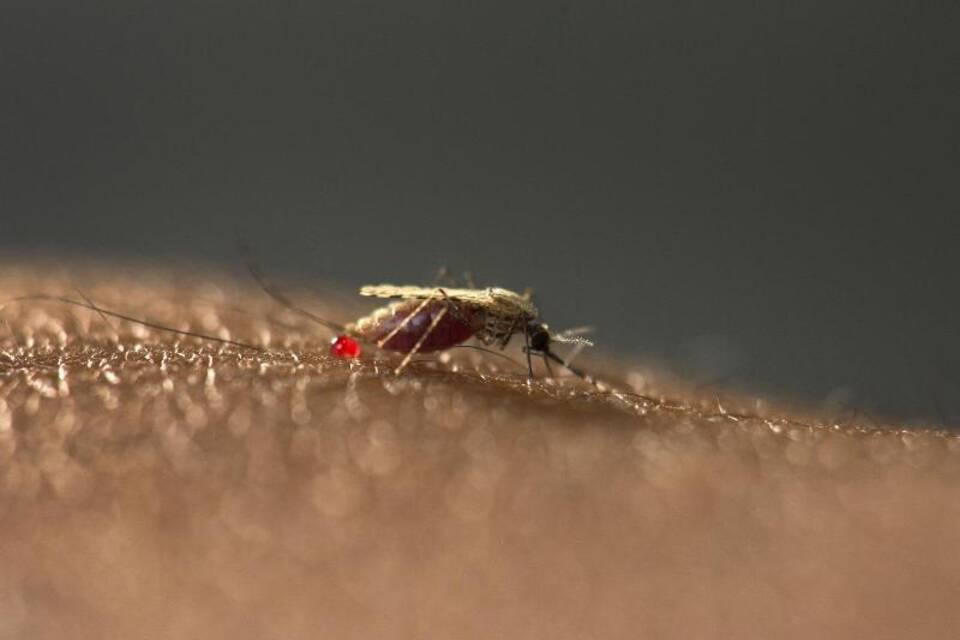 Gefährliche Malariamücke