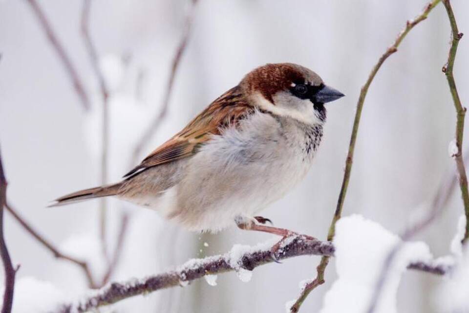Spatz im Winter Spatz im Winter