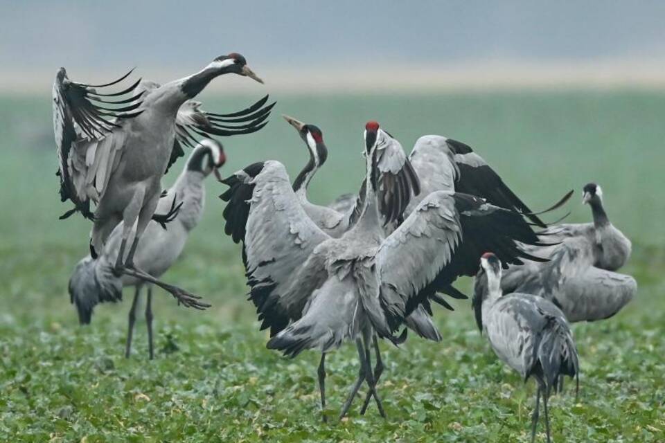 Vogeltanz Vogeltanz