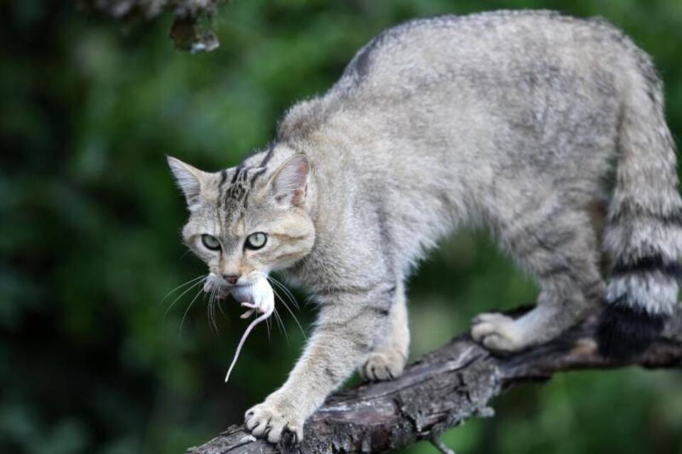 Wildkatze Wildkatze