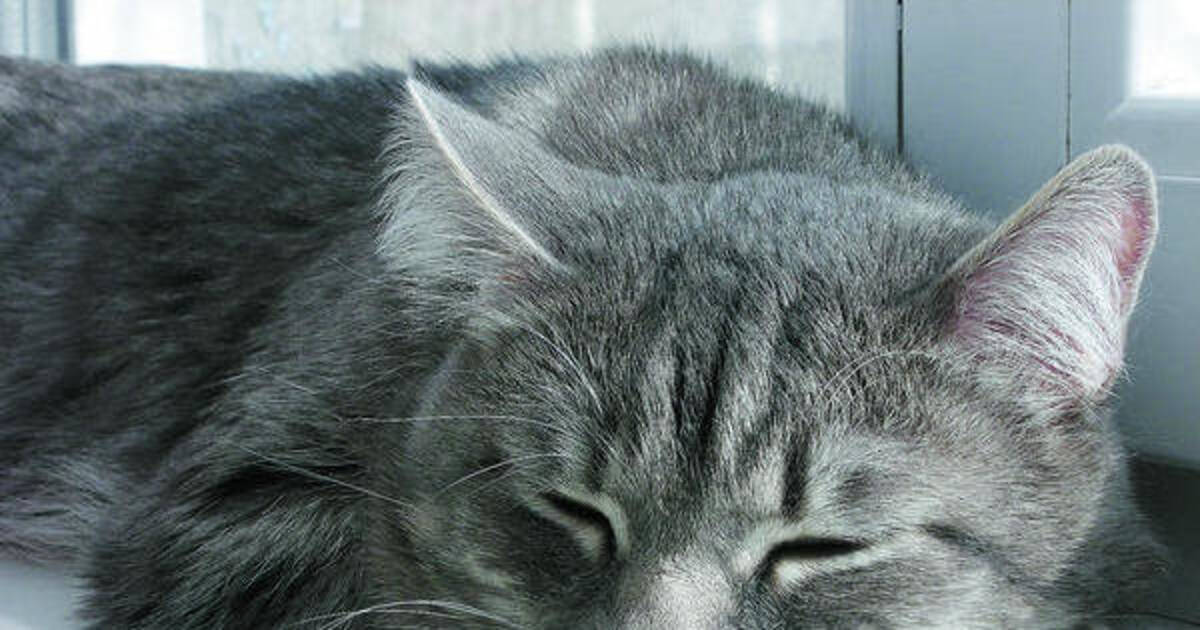 katzen mogen s im winter warm sie erkalten sich leicht verbraucher rnz