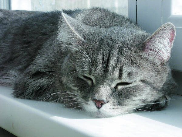 katzen mogen s im winter warm sie erkalten sich leicht verbraucher rnz