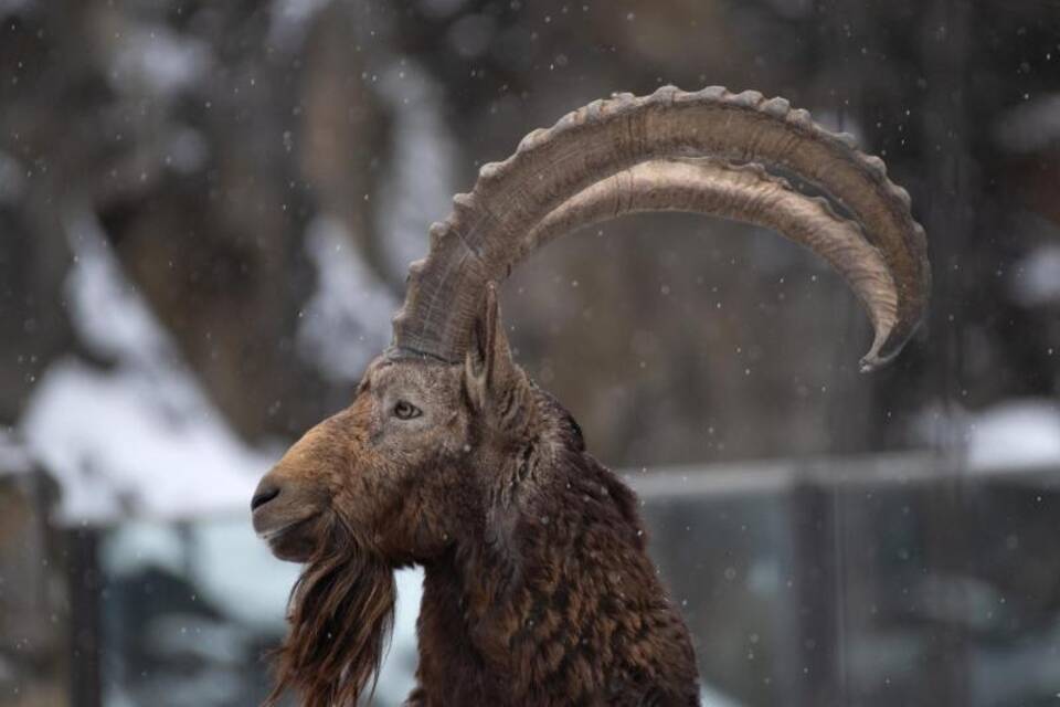 Steinbock Steinbock