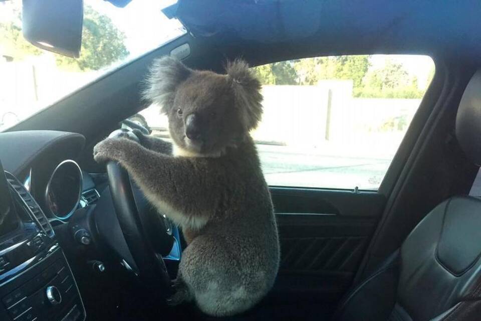 Koala am Steuer