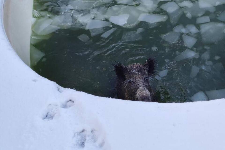 Wildschwein