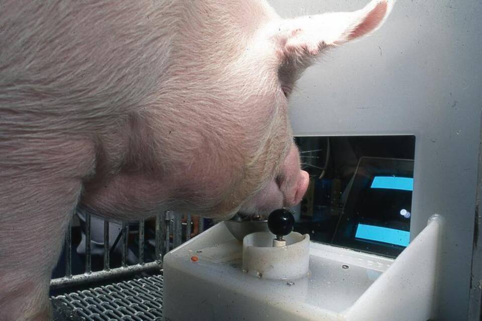 Schweine können Computerspiele bedienen Schweine können Computerspiele bedienen